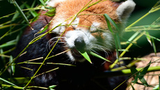 Kleiner_Panda (6).jpg